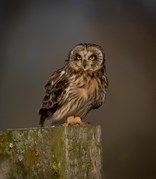 M Ellis - Short Eared Owl